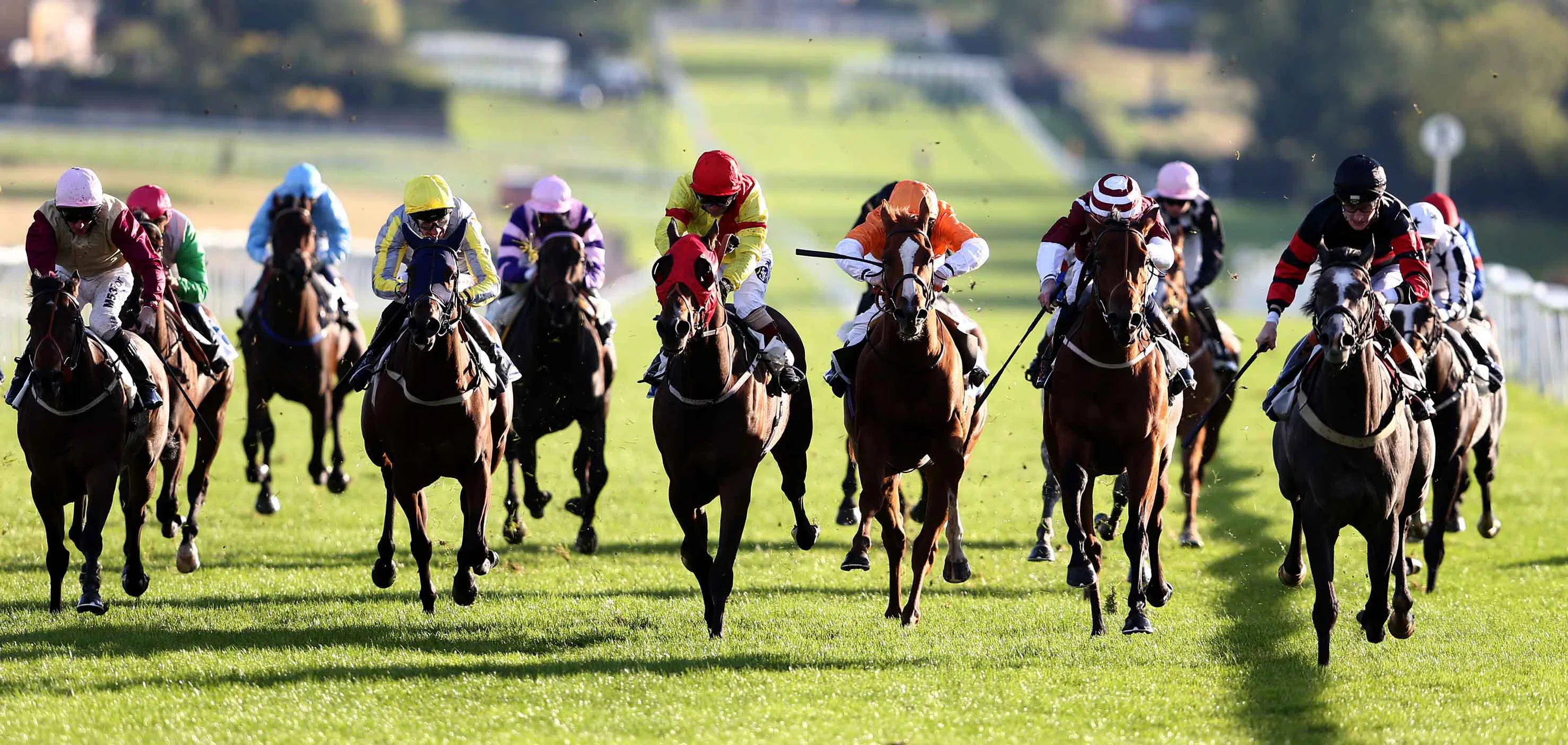 Steve to leave rivals for dead in Grey Horse Handicap