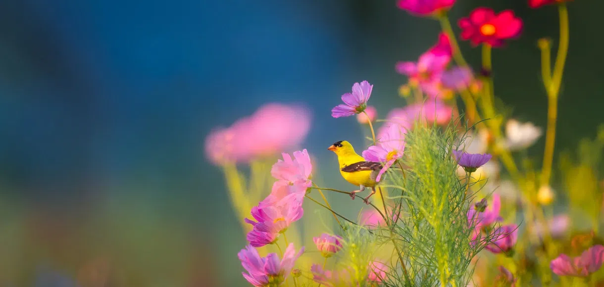 The best online slots for a happy spring