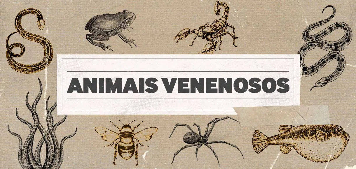 Conheça os 10 animais mais venenosos do mundo