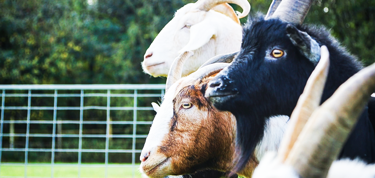 Watch: Goats choose the G.O.A.T.