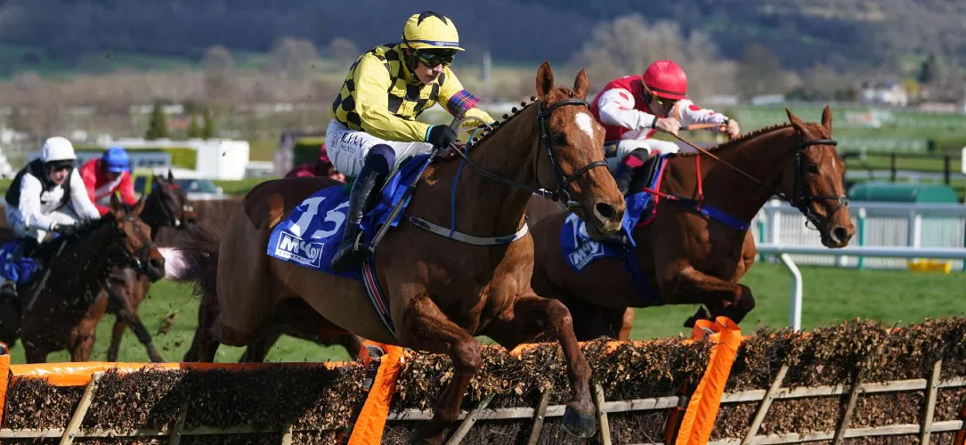 Cheltenham County Handicap Hurdle trends and stats
