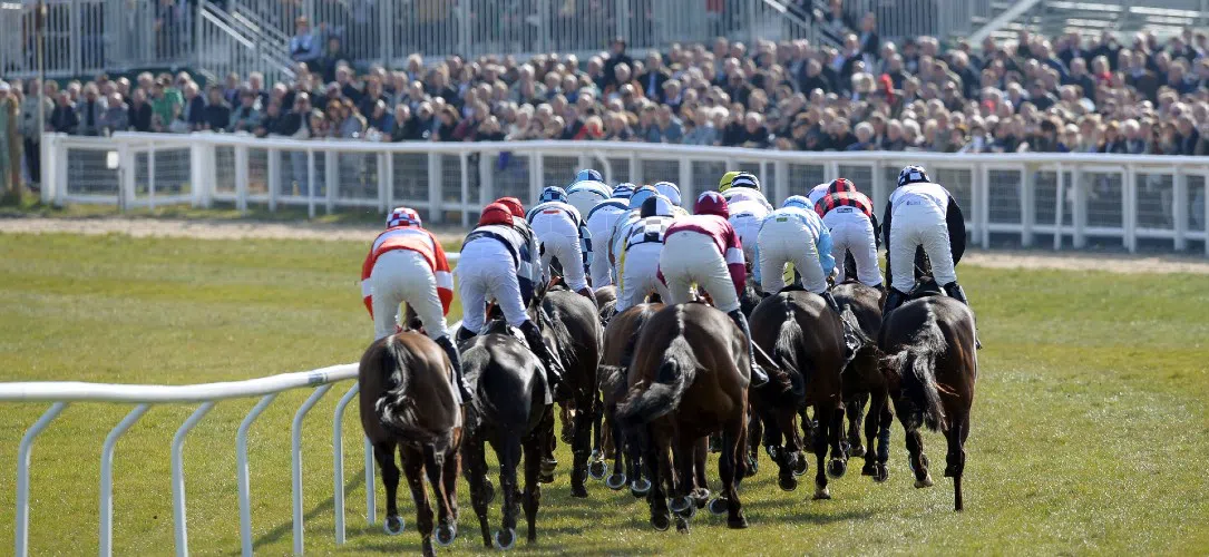 How often do favourites win at Cheltenham?